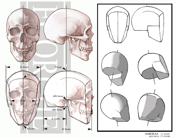 600x471 Anatomy