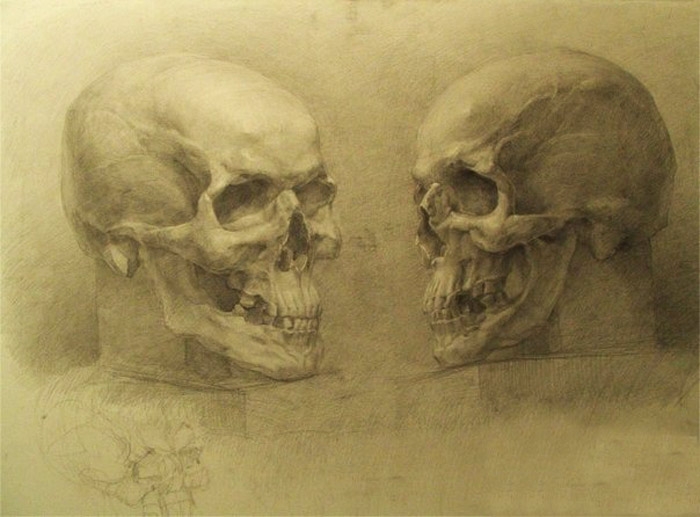 700x517 Skull Anatomy