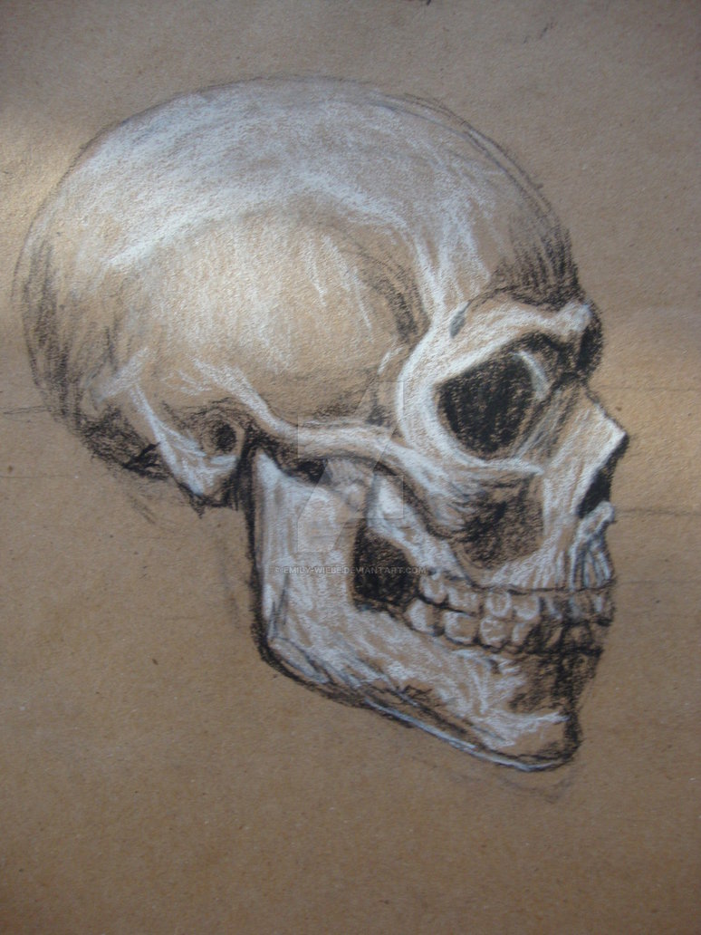 774x1032 Side View Skull Study In Charcoal By Emily Wiebe