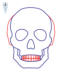 250x300 How To Draw Skulls Step 4 Doodles Skull Drawings