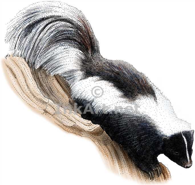 684x650 Striped Skunk Stock Art Illustration