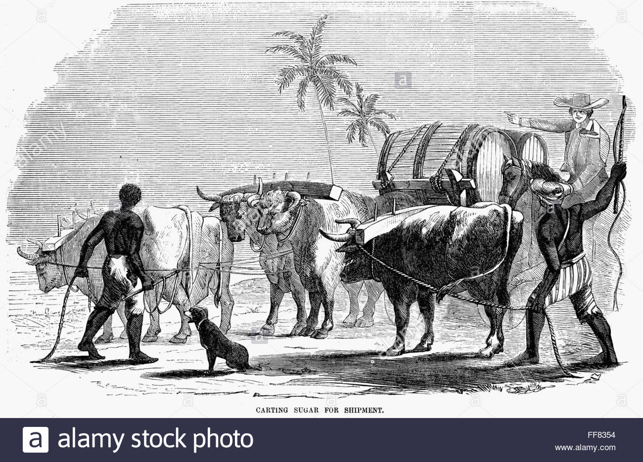 1300x935 Slavery West Indies. N'Carting Sugar For Shipment.' Slaves