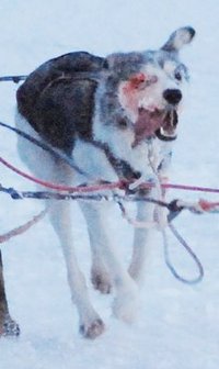 200x336 Urgent Sled Dog Action Animal Person Redux