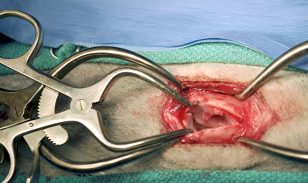 1080x644 Wheeze No More Surgery Helps Sled Dogs, Owners Breathe Easier