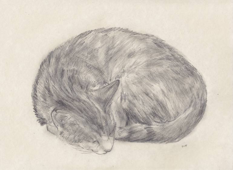 770x562 Saatchi Art Sleeping Cat Drawing By Jeffrey Yount
