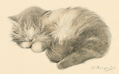 500x313 Sleeping Kitty Drawing
