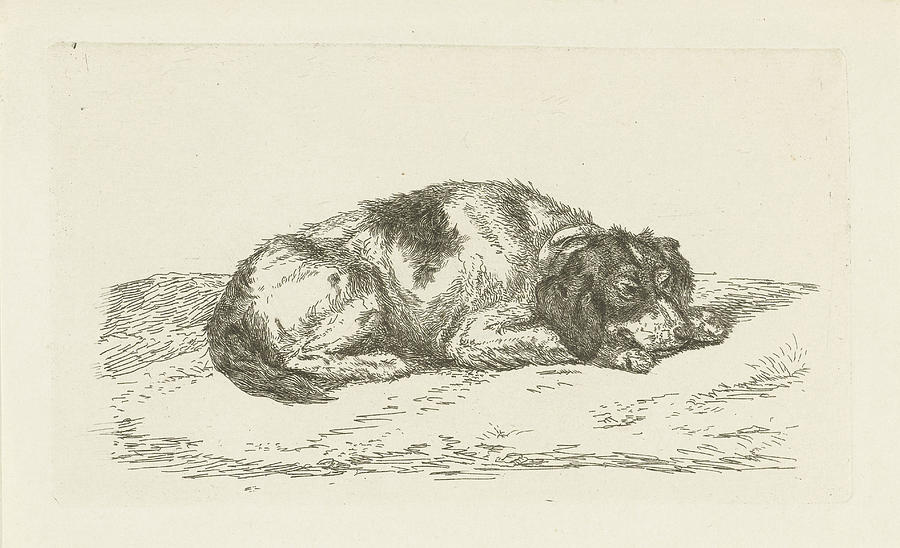 900x548 Sleeping Dog With Head Resting On Front Paws Drawing By Artokoloro