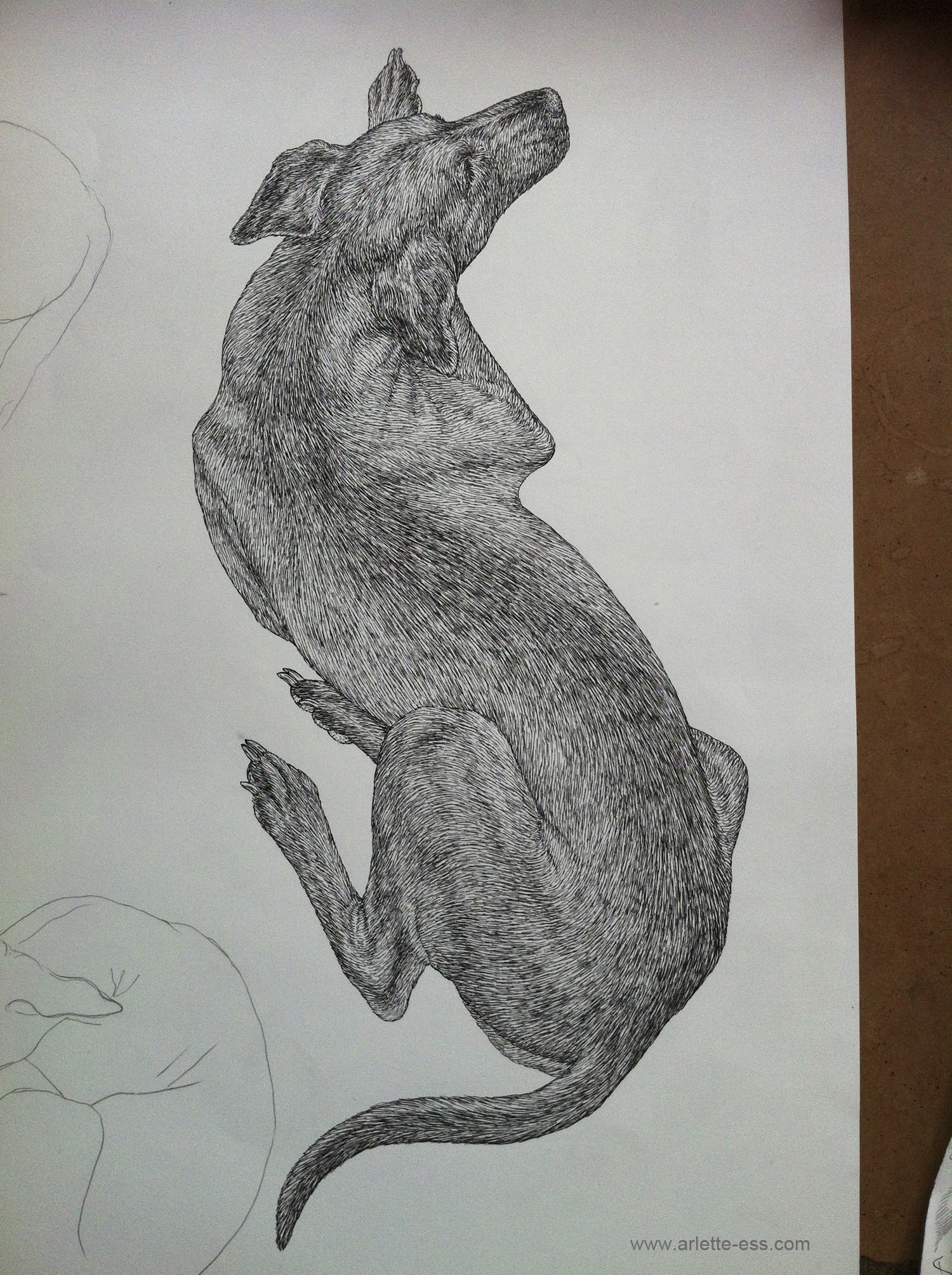 1500x2008 Finished Pen And Ink Drawing Of A Sleeping Dog, Based On A Street