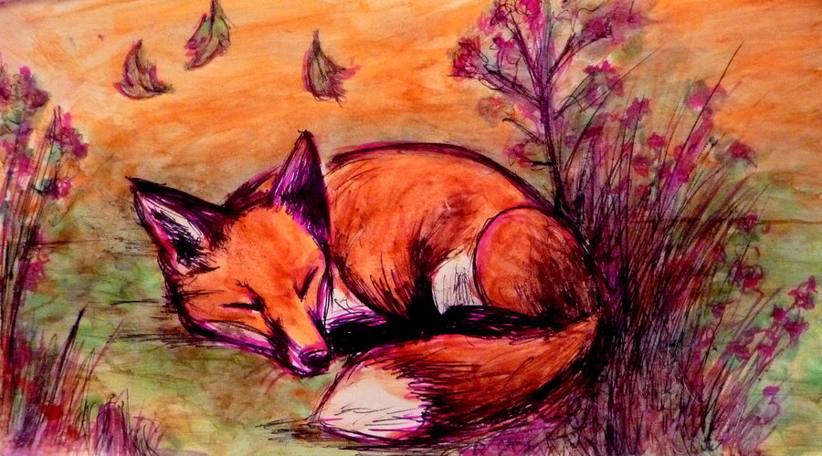 900x500 Sleeping Fox By Sophieknoxville