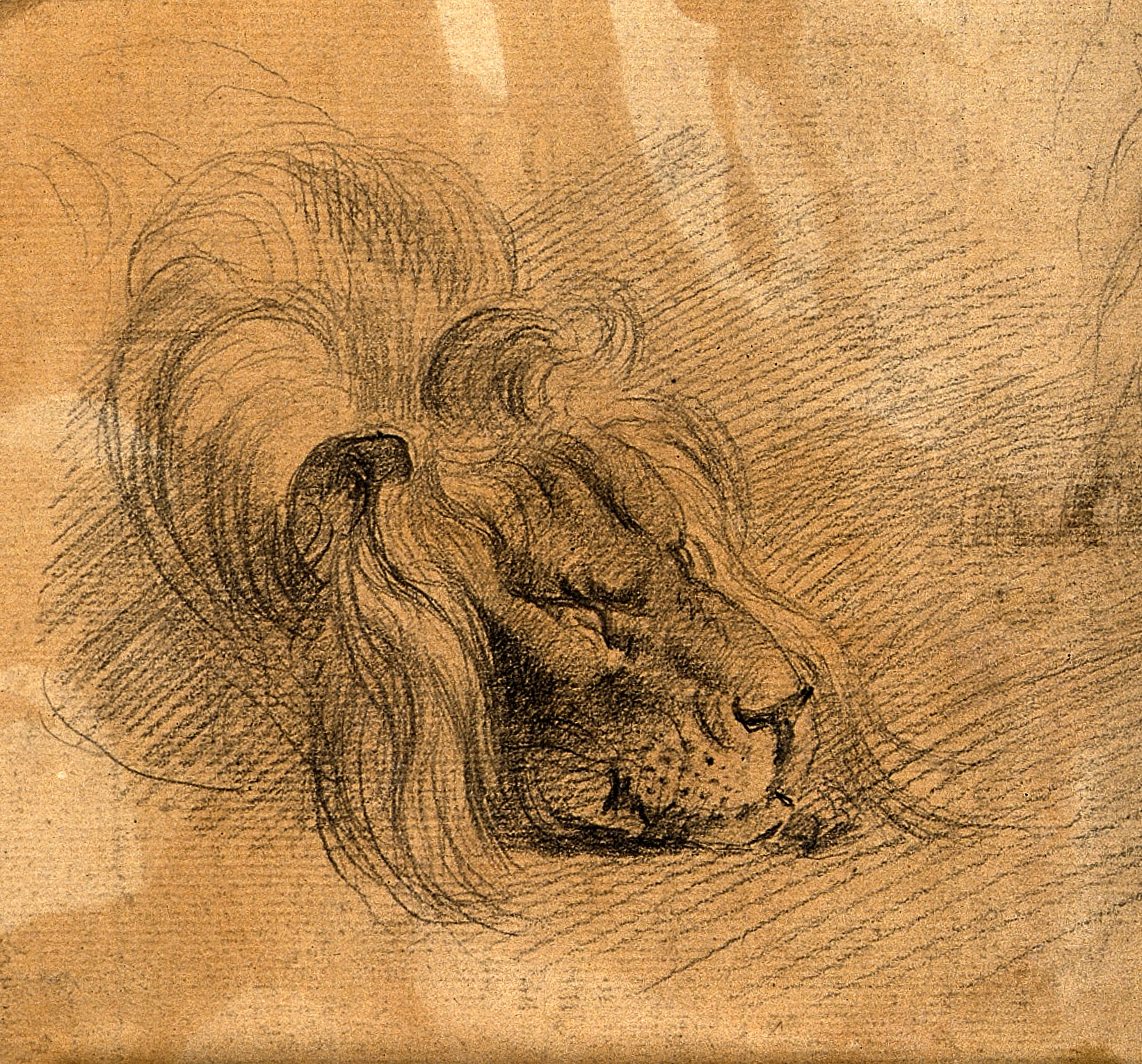 1642x1530 Filehead Of A Sleeping Lion. Drawing, C. 1789. Wellcome