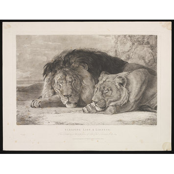 355x355 Sleeping Lion Amp Lioness Lewis, John Frederick Ra Powcs Vampa