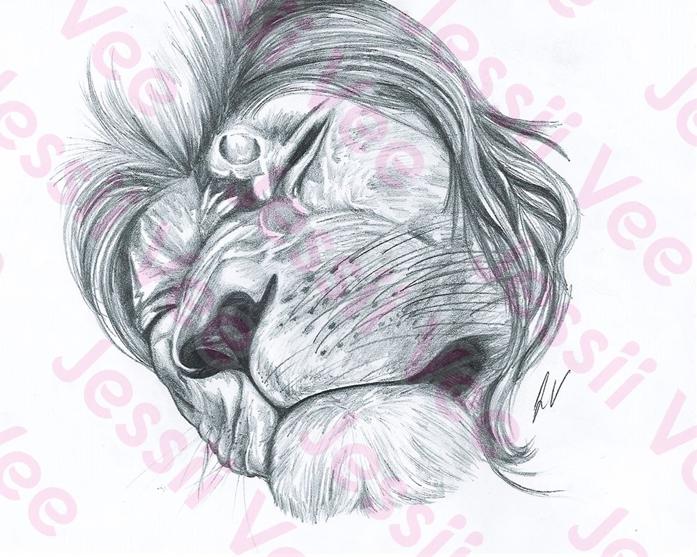 1000x800 Sleeping Lion Pencil Drawing Jessii Vee Merch