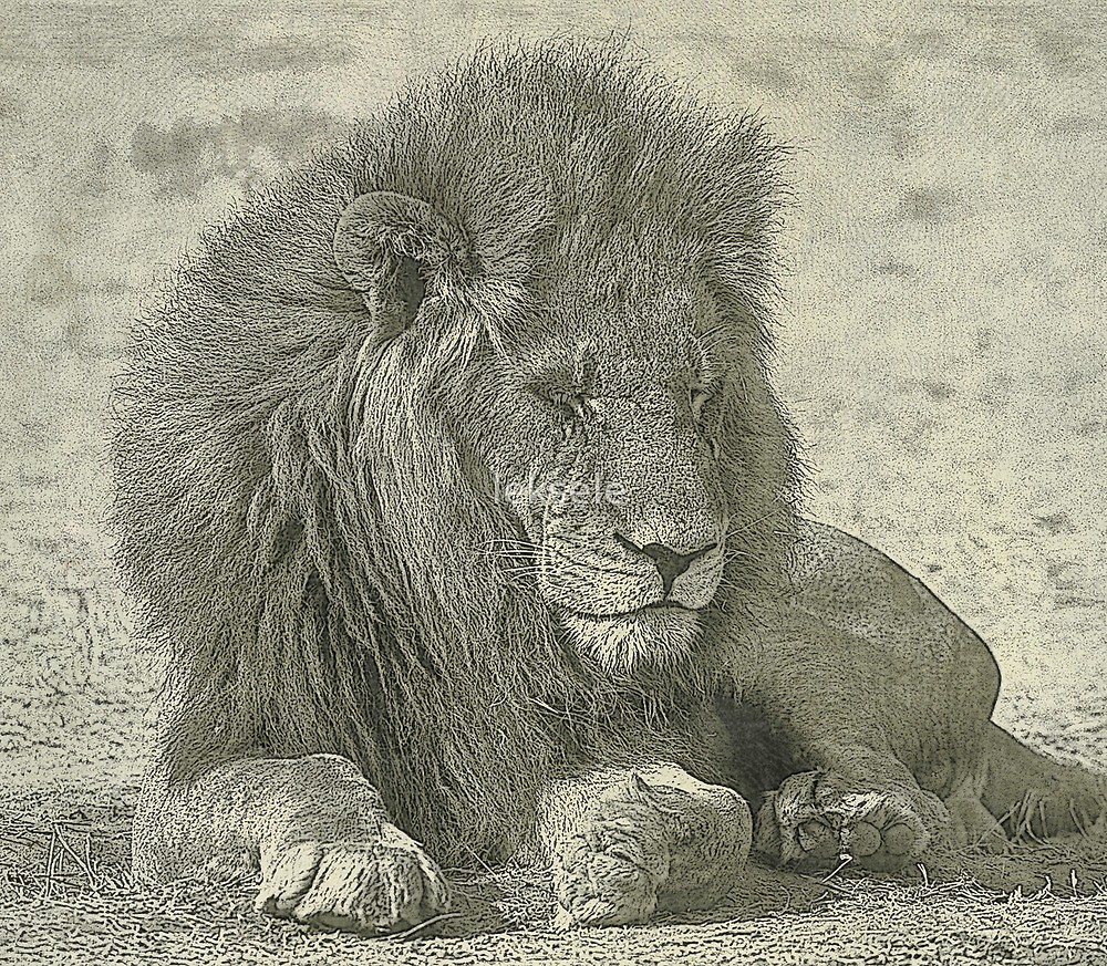 1000x873 Sleeping Lion Drawing By Leksele Redbubble