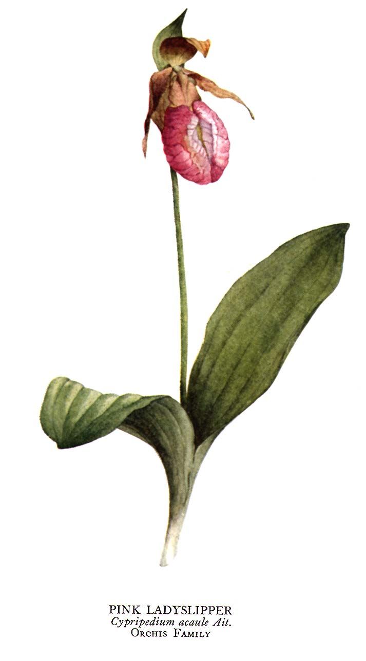 713x1288 Botanist Drawing Lady Slipper