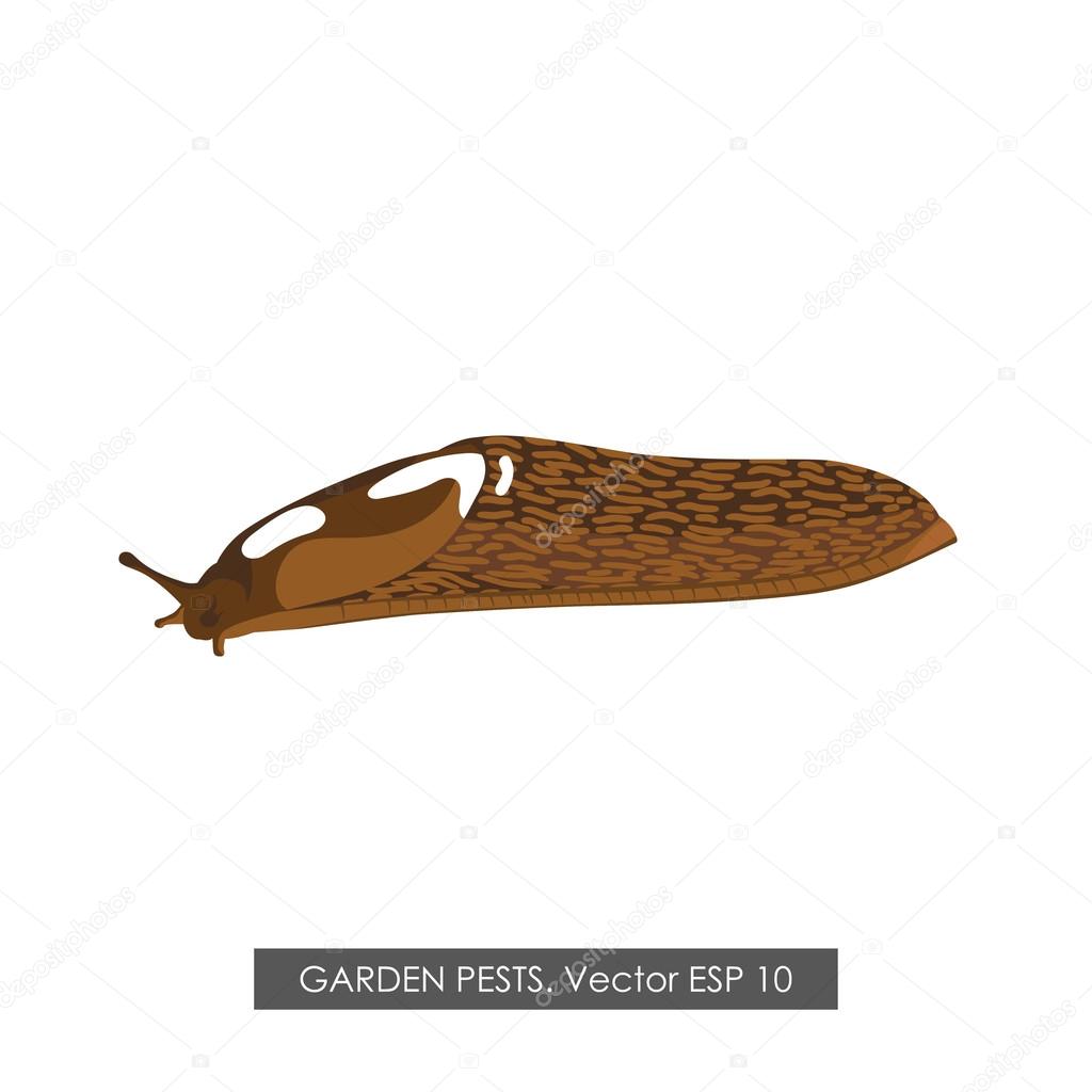 1024x1024 Detailed Drawing Of A Slug On A White Background Stock Vector