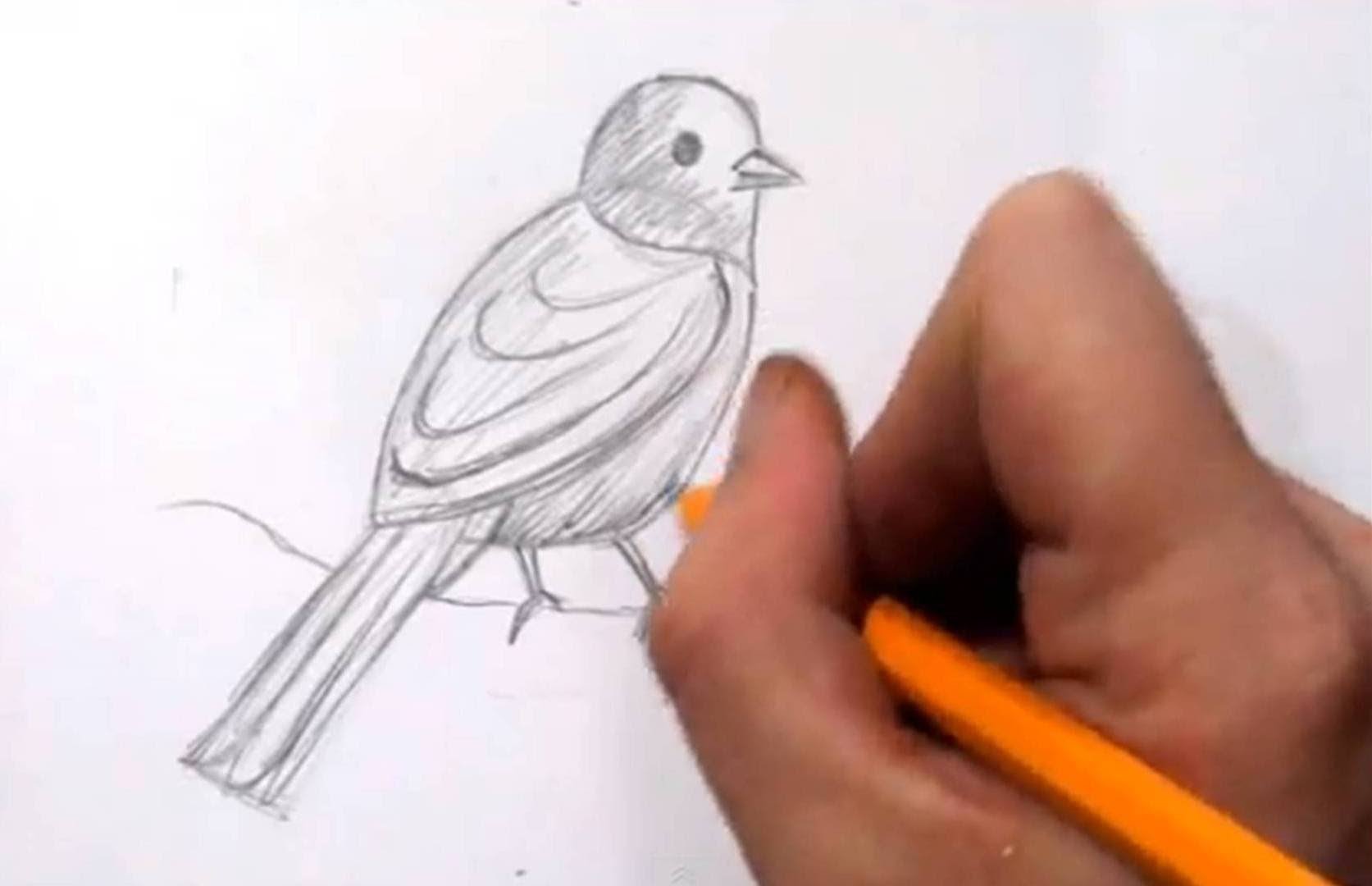 1673x1080 How To Draw A Bird