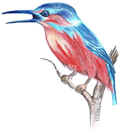 503x550 Illustration Of Drawing Colored Pencils Small Bird