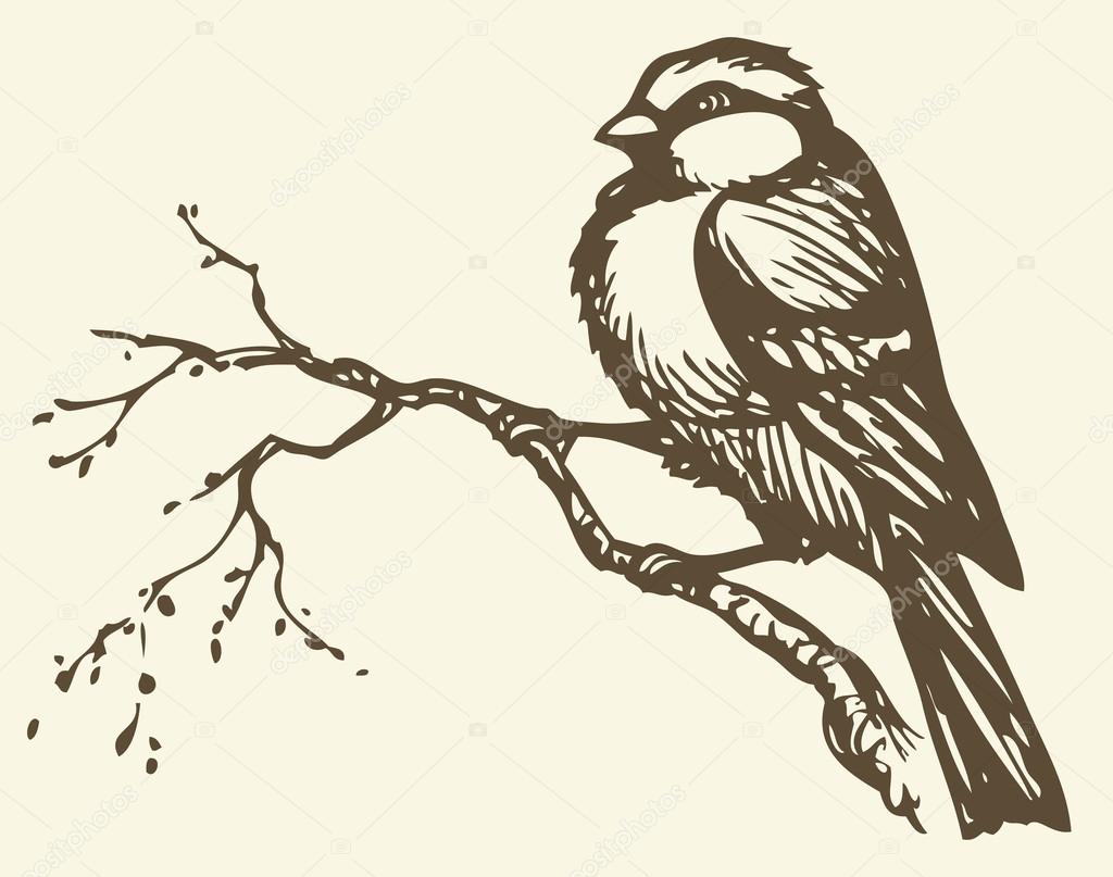 1024x807 Vector Drawing. Small Titmouse On A Branch Stock Vector