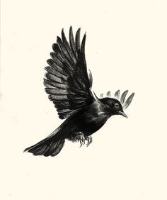 236x282 Blackbird Tattoo