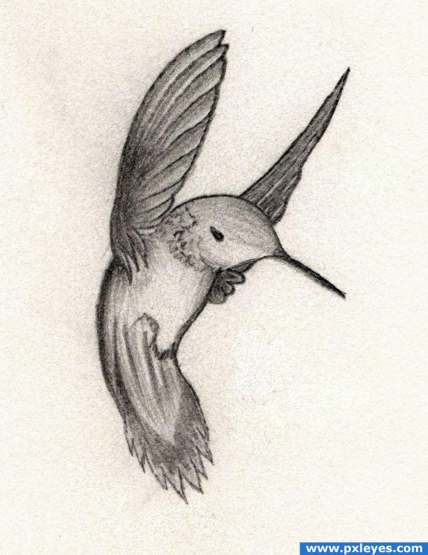 600x778 Hmmmmmming Bird Picture, By Raz0r For Birds Drawing Contest