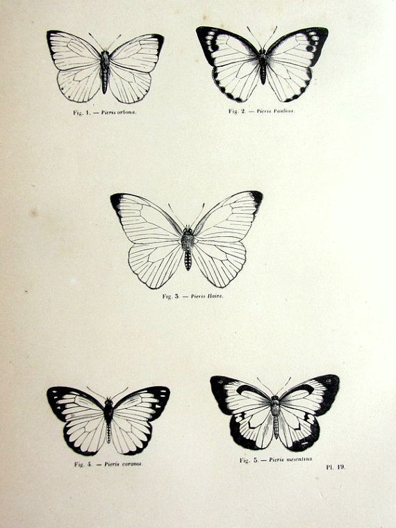 570x760 Gorgeous Vintage Butterfly Print Antique Original 1860 Lepidoptera