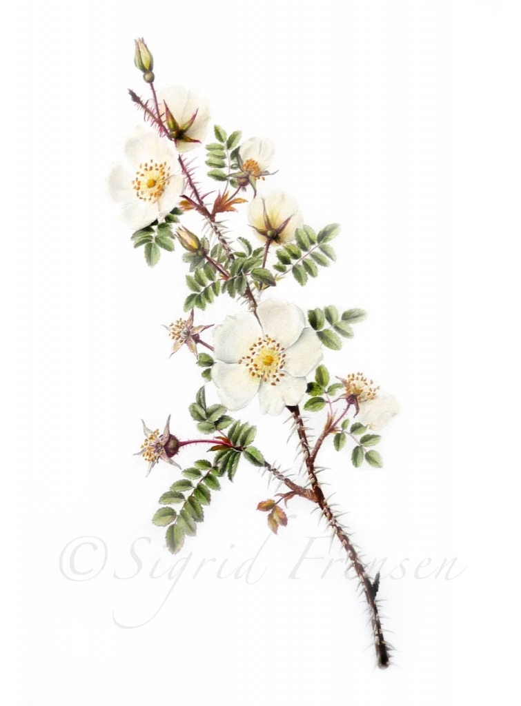 755x1024 Small Flower Drawings Sigrid Frensen