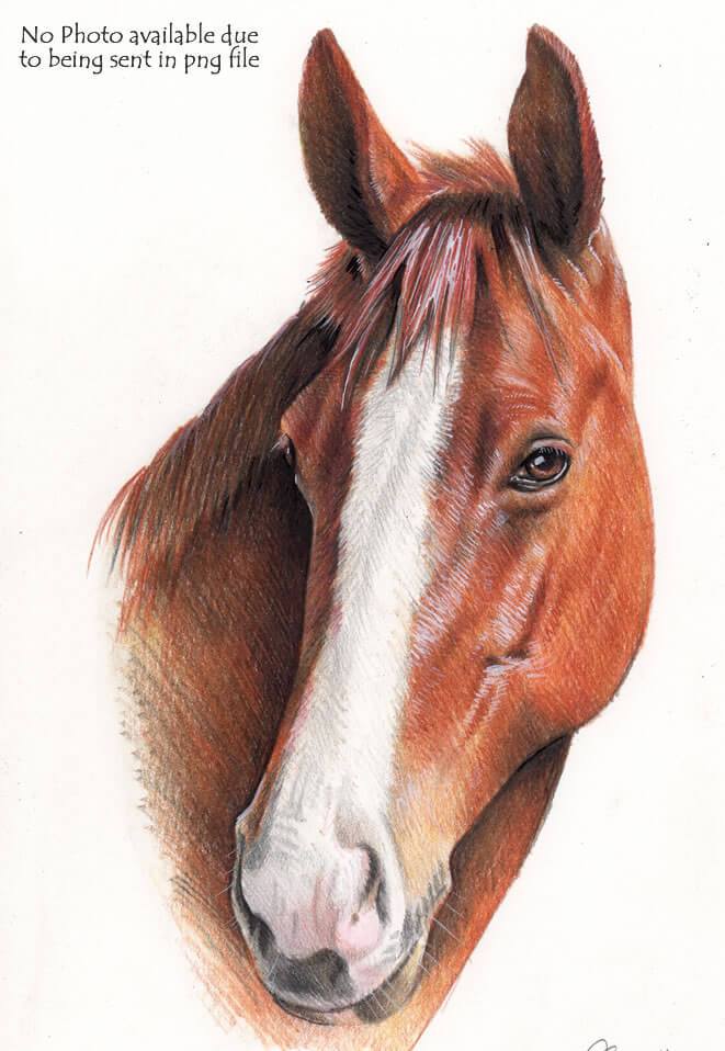 661x958 Small Horse Drawing Commission Hand Drawn Portraits