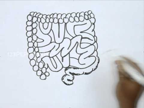 480x360 How To Draw Intestines