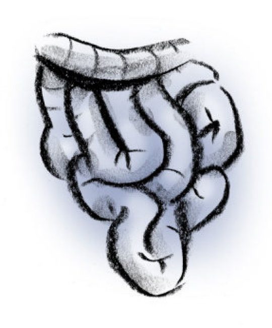 540x650 Small Intestine Fascinating Facts About Body Parts The Star