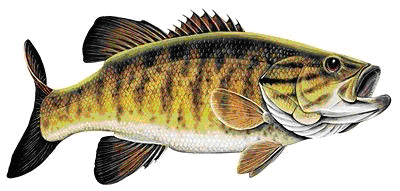 Smallmouth Bass Drawing at GetDrawings | Free download
