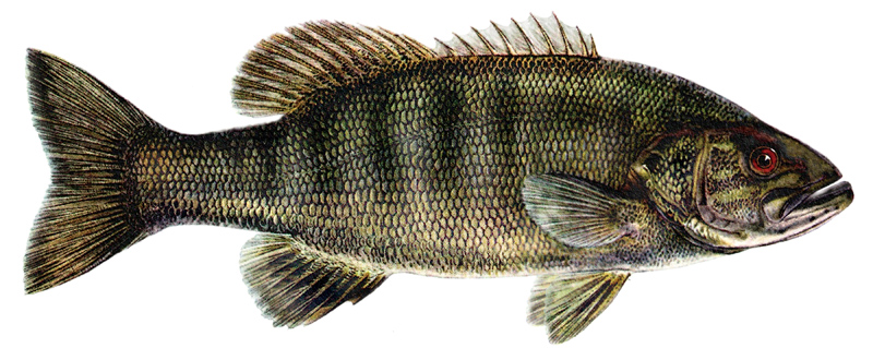 800x319 Drawing Of A Fish Smallmouth Bass