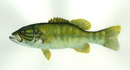448x242 Fish Painting Of A Smallmouth Bass