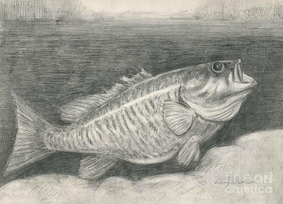 900x648 Smallmouth Bass Drawing By Larry Green