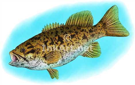 470x295 Smallmouth Bass Stock Art Illustration