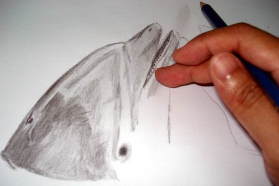 553x368 Realistic Dolphin Drawings In Graphite Pencil