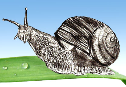 416x288 How To Draw A Snail