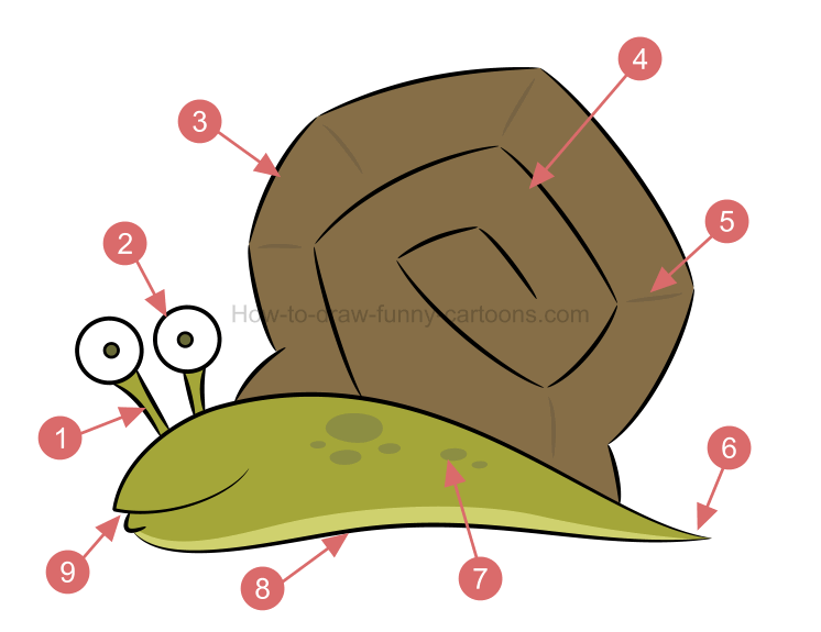 746x575 To Create A Snail Drawing