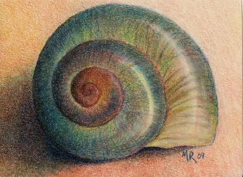 480x349 Snail Shell Drawing By Mary Rogers