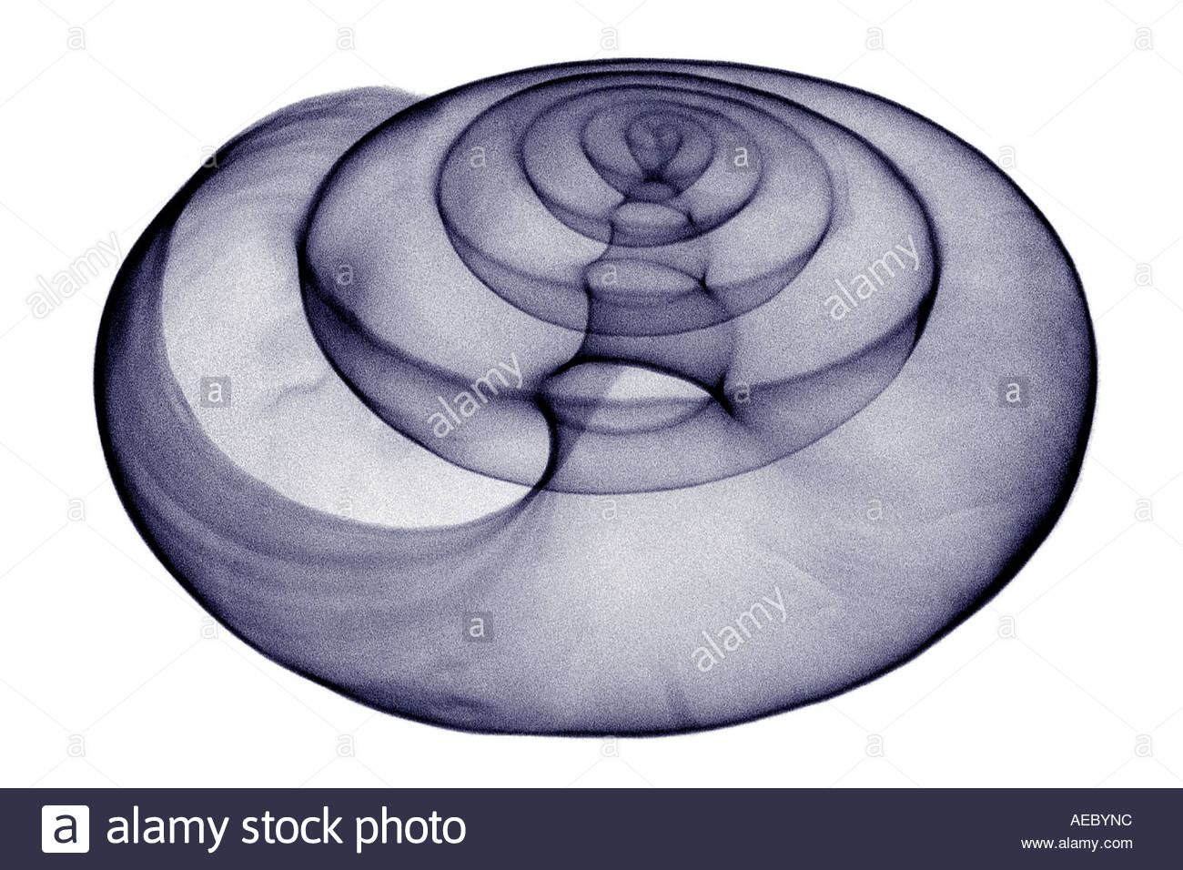 1300x956 X Ray Photograph Of A Land Snail Shell (Zonites Algirus Stock