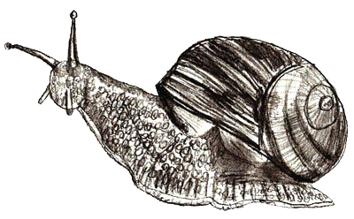 400x248 How To Draw A Snail