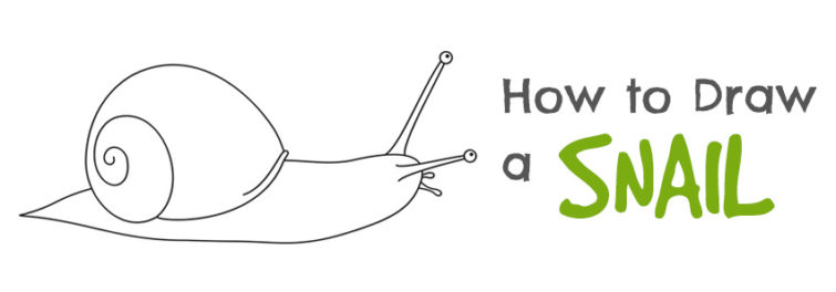 755x264 How To Draw A Snail Tutorial