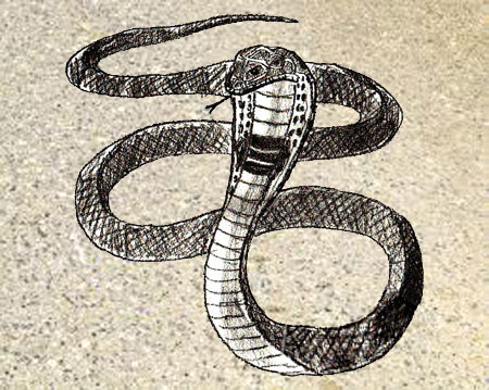 450x359 How To Draw A Snake