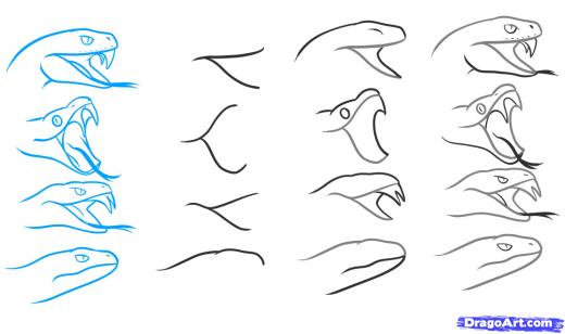 520x308 Step 4. How To Draw A Snake Head, Draw Snake Heads Tutorial
