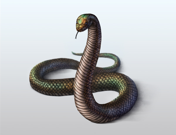 600x461 How To Draw Animals Snakes And Their Patterns