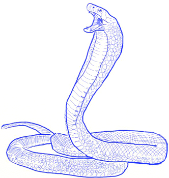 332x350 How To Draw A King Cobra Snake
