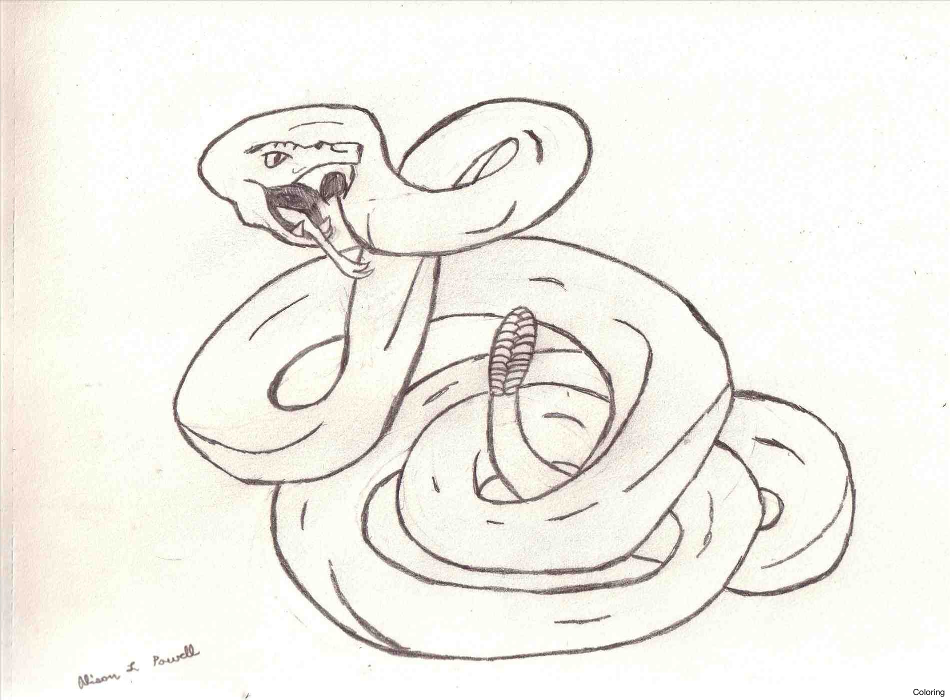 1899x1399 Cartoon Animal Drawings Step Stepcartoon Coloring Stepstep Snake