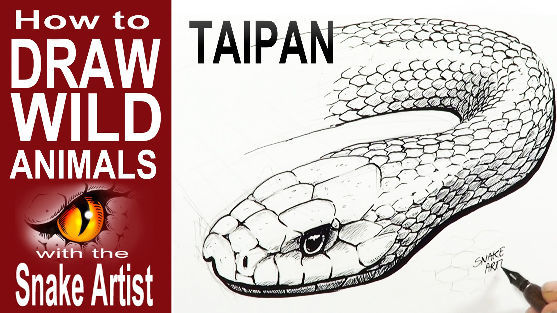 1920x1080 How To Draw A Taipan (Intermediate To Advanced)