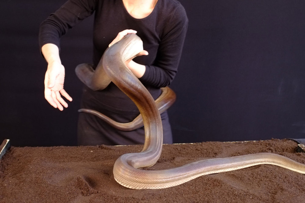 1000x666 Snake Drawing Susan Jacobs