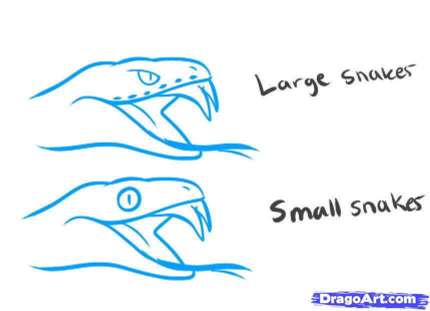 859x622 How To Draw A Snake Head, Draw Snake Heads Step 1 Snake
