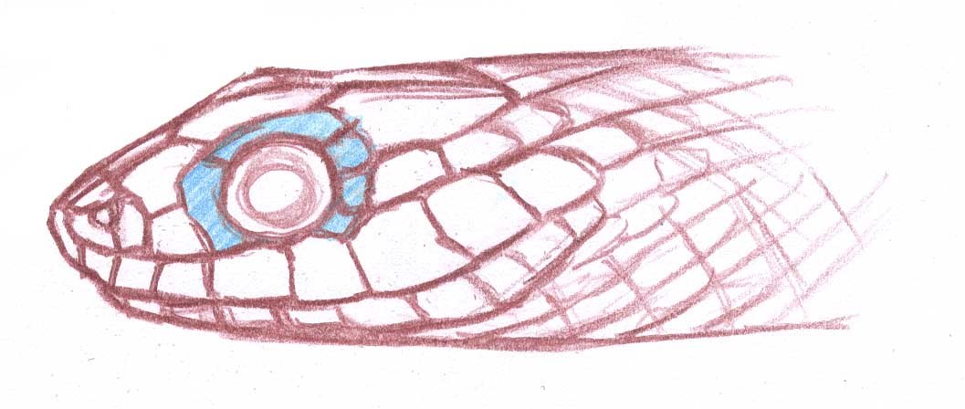 1057x448 Snake Face Oculars